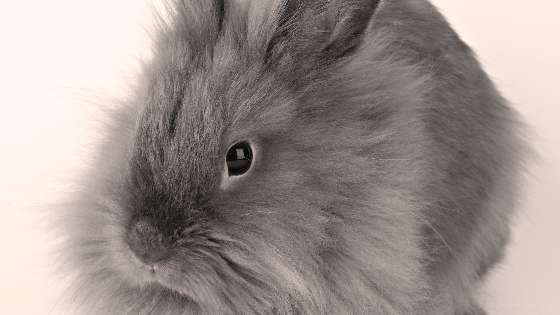 fluffy gray bunny close-up