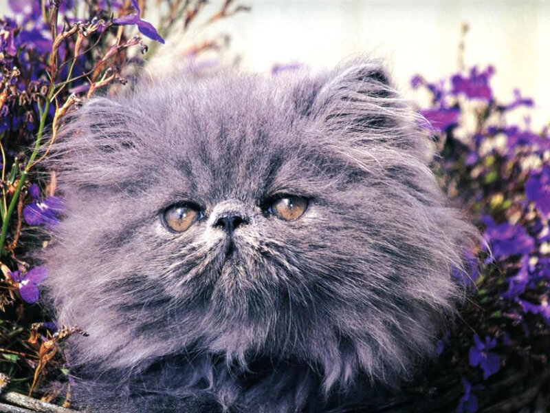 fluffy gray cat among purple flowers