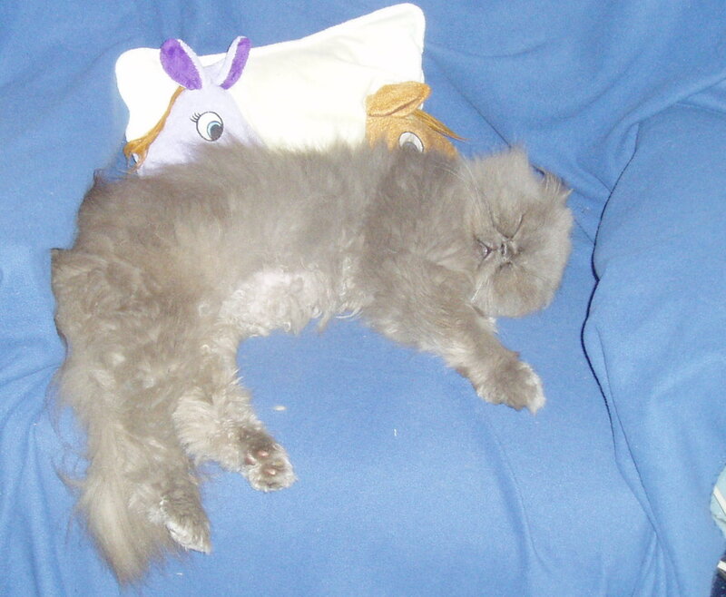 Fluffy Gray Cat — Blue, Relaxed