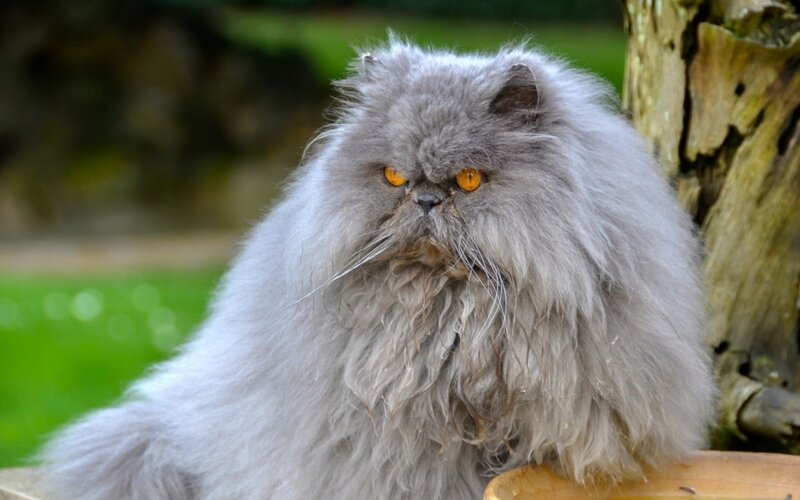 Fluffy Gray Cat — Calm, Afternoon, Photograph, Tree Trunk
