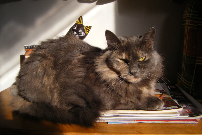 Fluffy Gray Cat — Calm, Afternoon