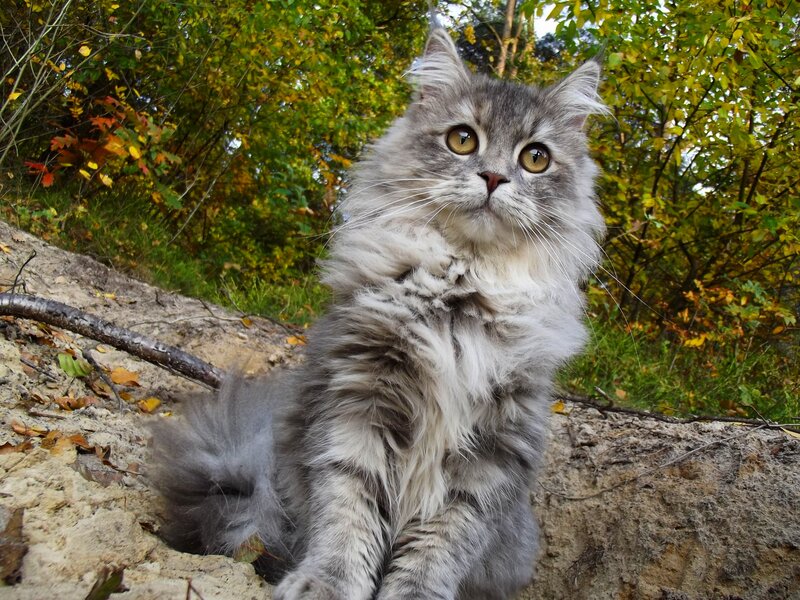 Fluffy Gray Cat — Calm, Autumn