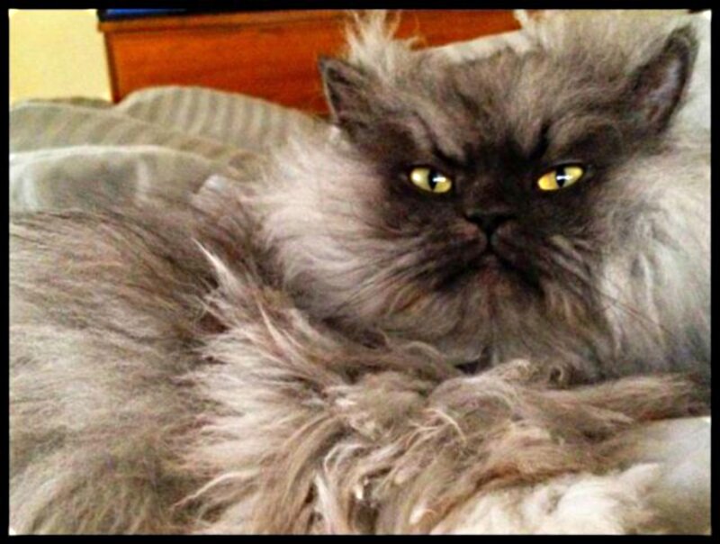 Fluffy Gray Cat — Calm, Photograph, Bed