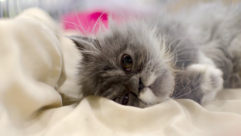 Fluffy Gray Cat — Calm, Photograph, Blanket, White