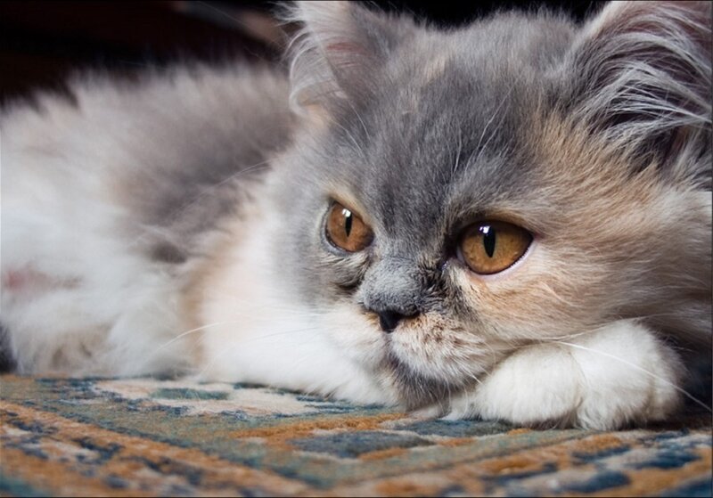 Fluffy Gray Cat — Calm, Photograph, Carpet