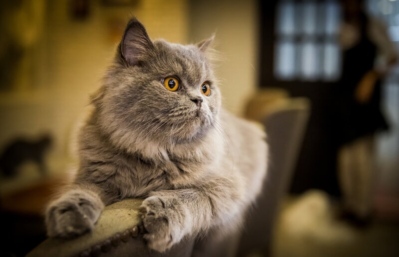 Fluffy Gray Cat — Calm, Photograph, Chair