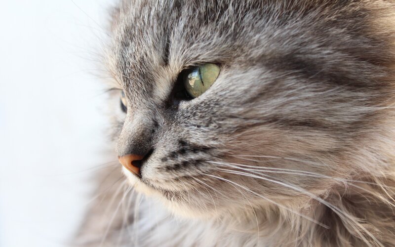 Fluffy Gray Cat — Calm, Photograph, Eye