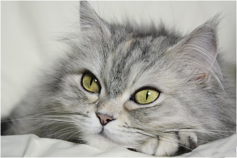 Fluffy Gray Cat — Calm, Photograph, Eyes