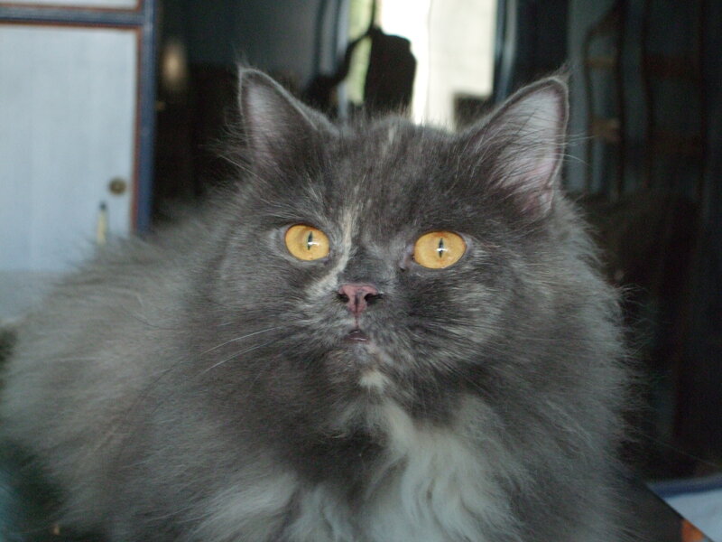 Fluffy Gray Cat — Calm, Photograph, Eyes, Whiskers, Door