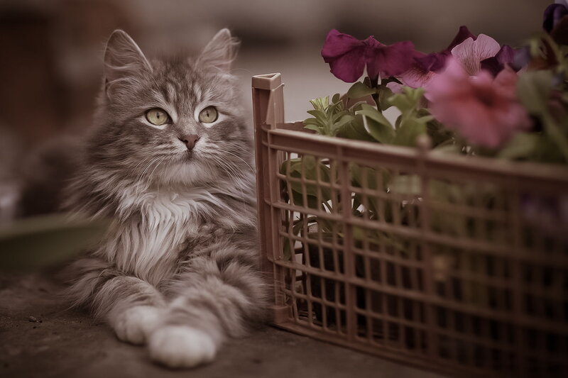 Fluffy Gray Cat — Calm, Photograph, Flowers