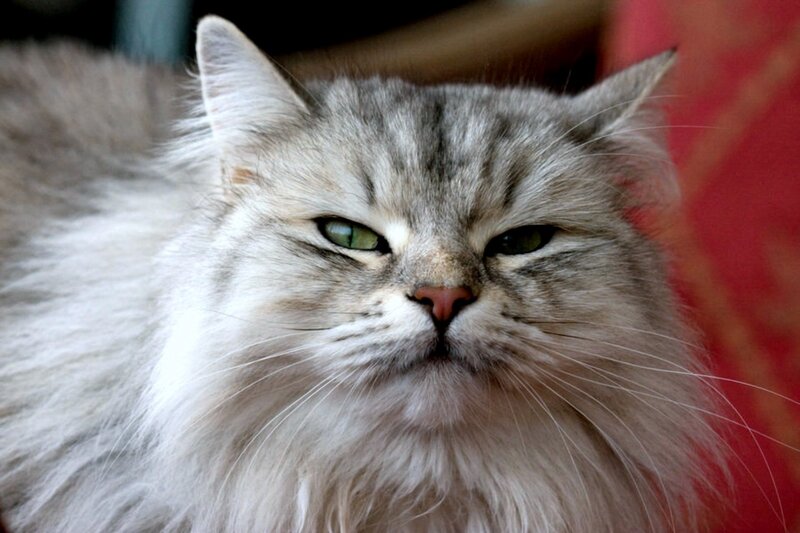 Fluffy Gray Cat — Calm, Photograph, Green Eyes