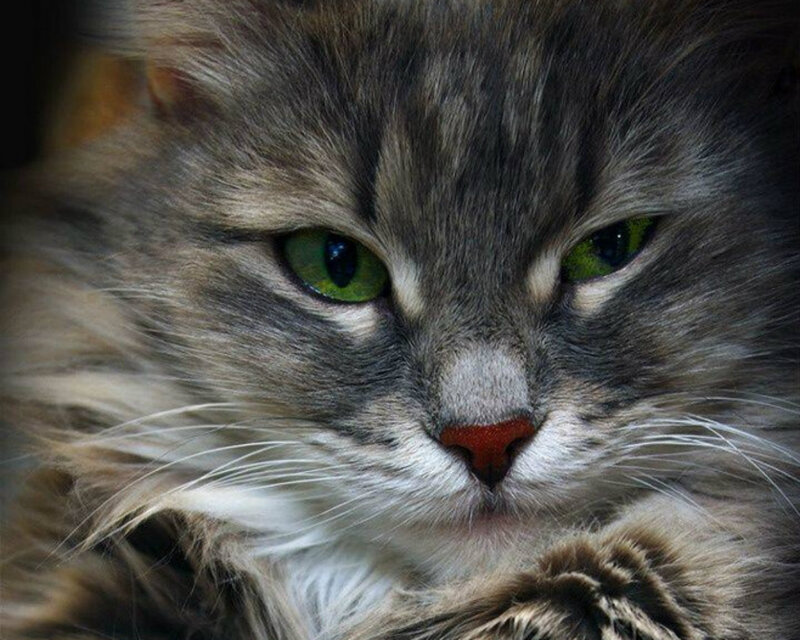 Fluffy Gray Cat — Calm, Photograph, Green Eyes, Whiskers