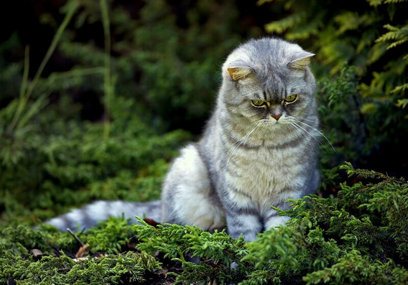 Fluffy Gray Cat — Calm, Photograph, Green Shrubbery