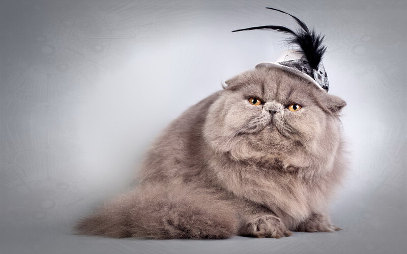 Fluffy Gray Cat — Calm, Photograph, Hat