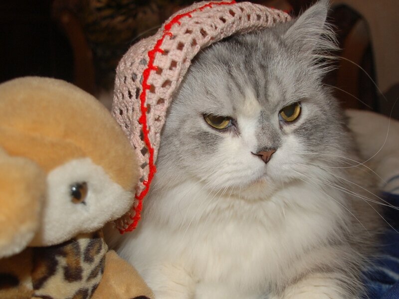 Fluffy Gray Cat — Calm, Photograph, Knitted Hat