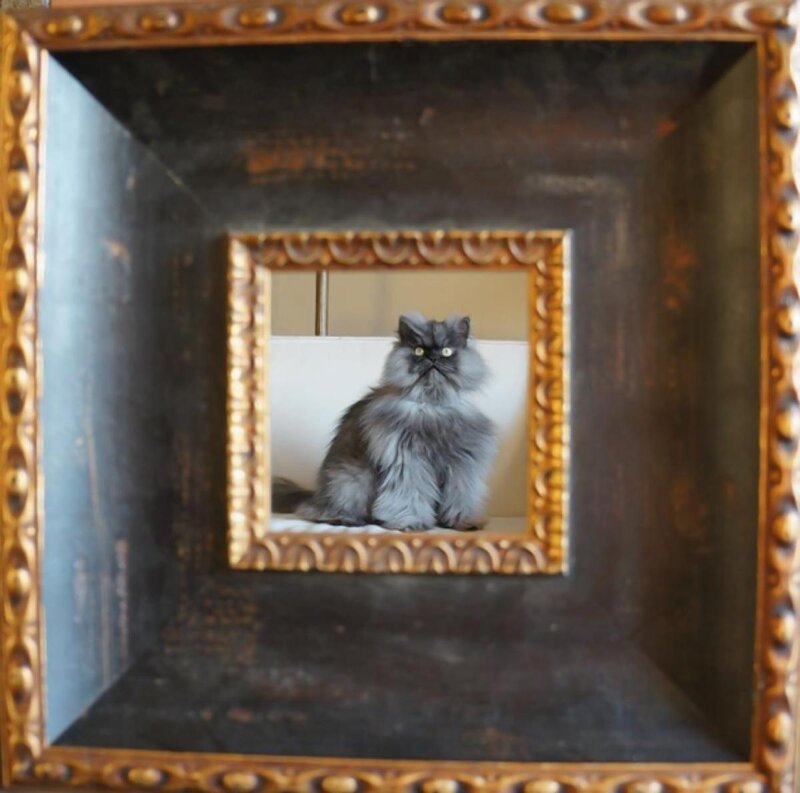 Fluffy Gray Cat — Calm, Photograph, Mirror