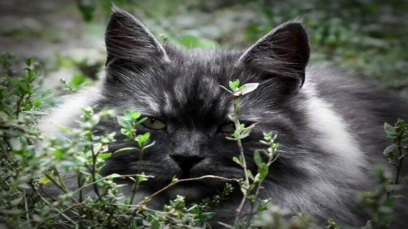 Fluffy Gray Cat — Calm, Photograph, Plants