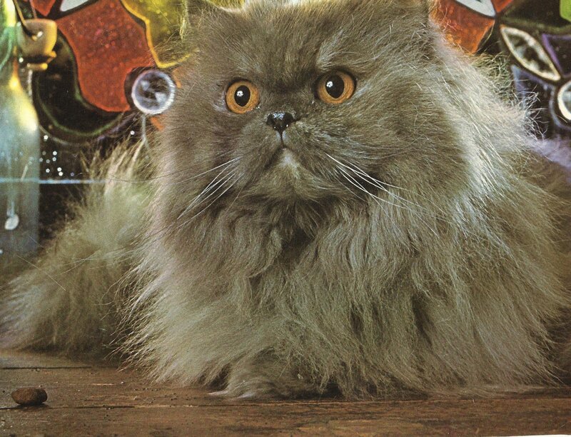 Fluffy Gray Cat — Calm, Photograph, Stained Glass