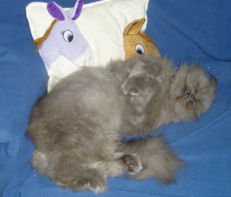 Fluffy Gray Cat — Calm, Photograph, Stuffed Animals