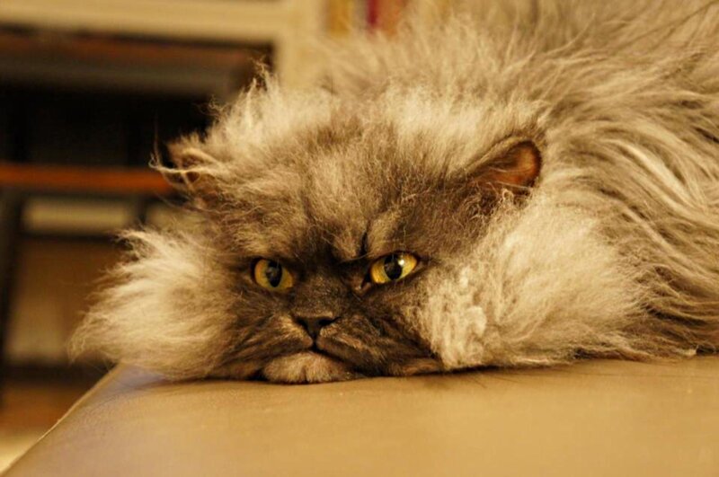 Fluffy Gray Cat — Calm, Photograph, Table