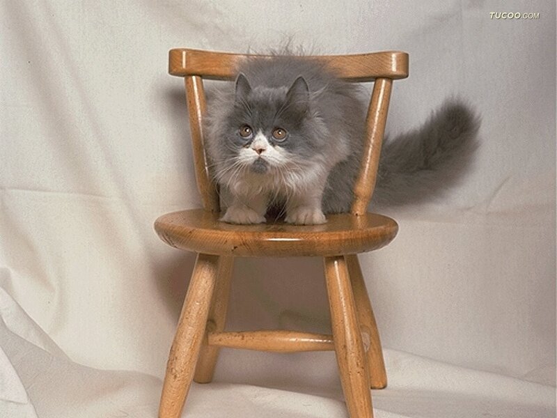 Fluffy Gray Cat — Calm, Photograph