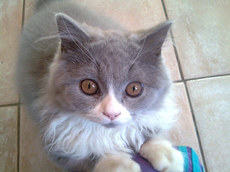 Fluffy Gray Cat — Calm, Photograph, Tiled Floor