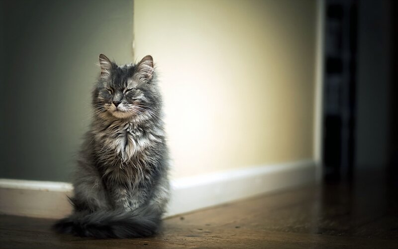 Fluffy Gray Cat — Calm, Photograph, Wall, Floor