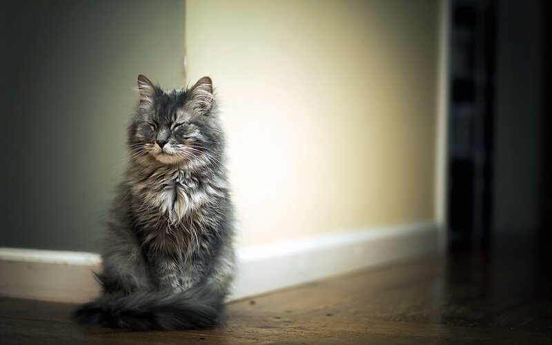 Fluffy Gray Cat — Calm, Photograph, Wall