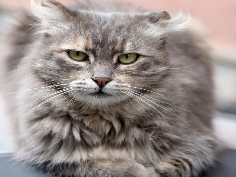 Fluffy Gray Cat — Calm, Photograph, Whiskers, Green Eyes