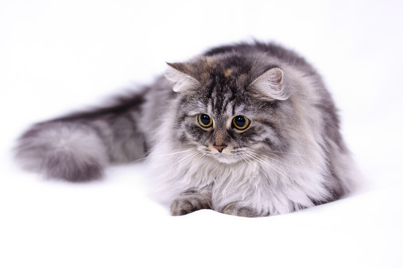 Fluffy Gray Cat — Calm, Photograph, White Background