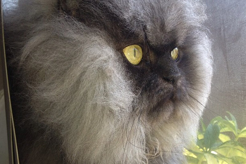 Fluffy Gray Cat — Calm, Photograph, Window, Plant