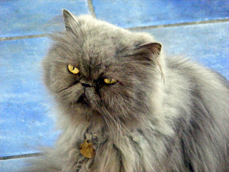 Fluffy Gray Cat — Calm, Photograph, Yellow Eyes