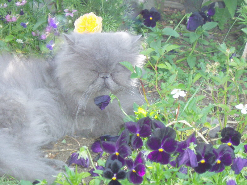 Fluffy Gray Cat — Calm, Spring