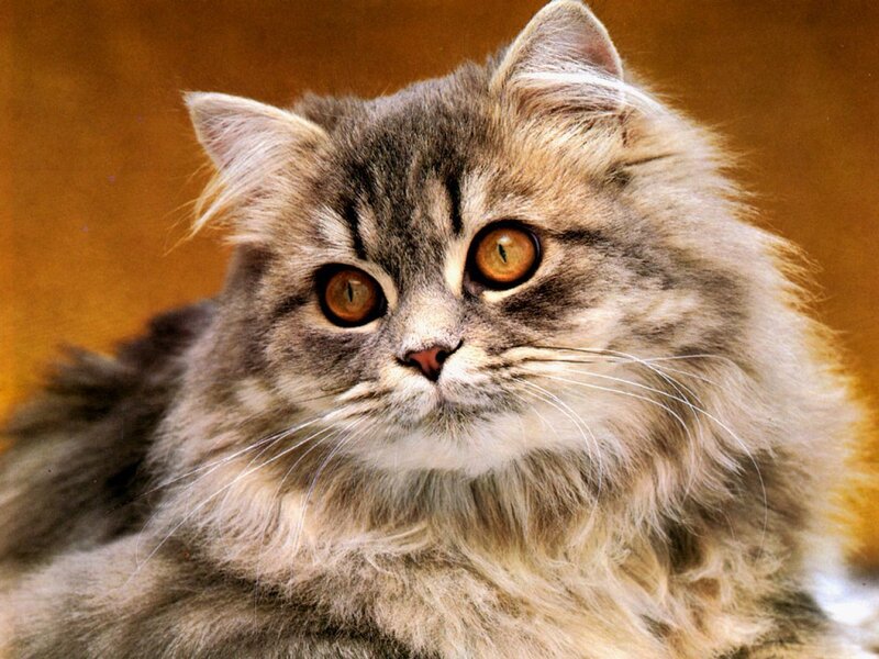 Fluffy Gray Cat — Calm