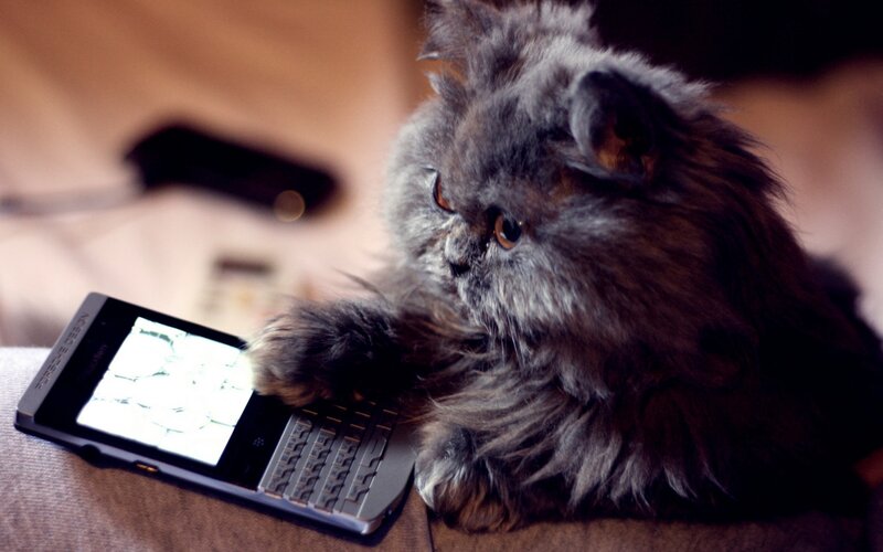 Fluffy Gray Cat — Curious, Photograph, Phone
