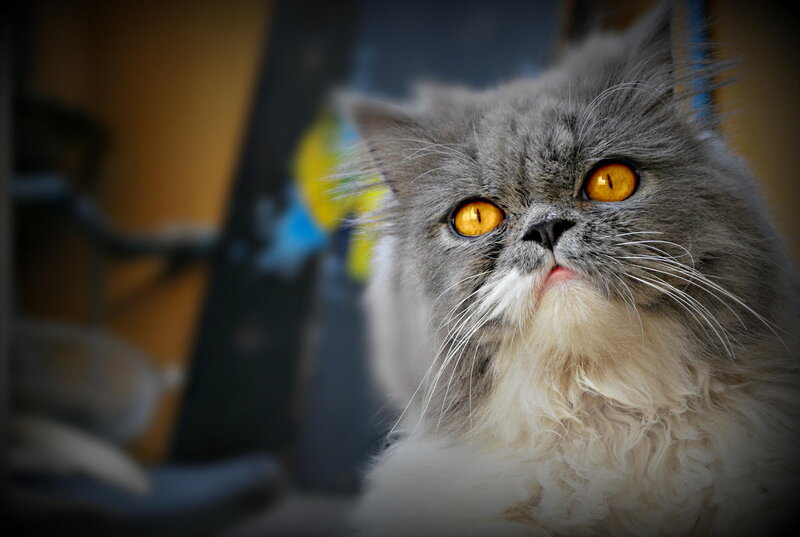 Fluffy Gray Cat — Curious, Photograph
