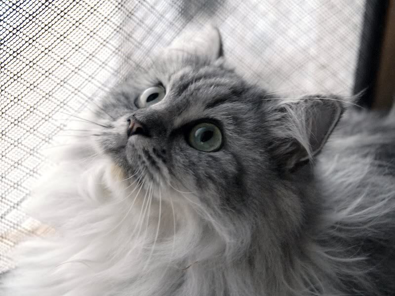 Fluffy Gray Cat — Curious
