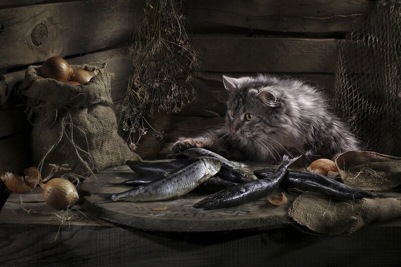 Fluffy Gray Cat — Dramatic, Photograph, Fish