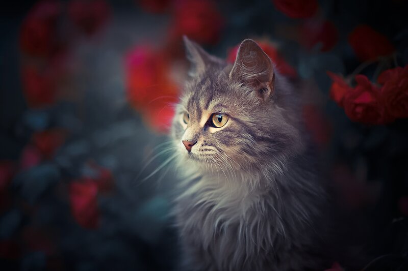 Fluffy Gray Cat — Dramatic, Photograph, Flowers
