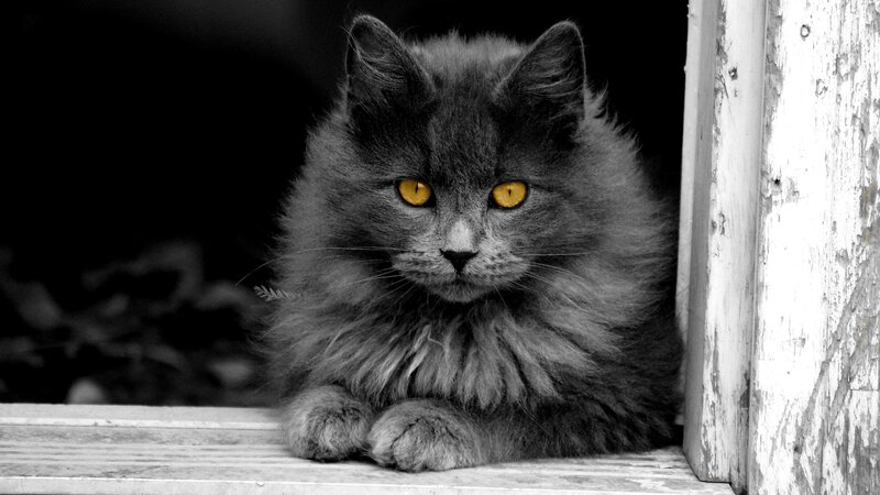 Fluffy Gray Cat — Dramatic, Photograph, Window Sill