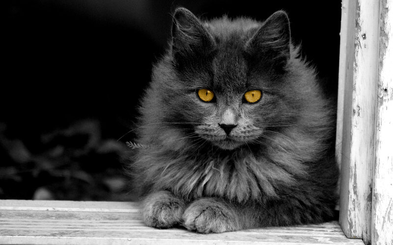 Fluffy Gray Cat — Dramatic, Photograph, Window