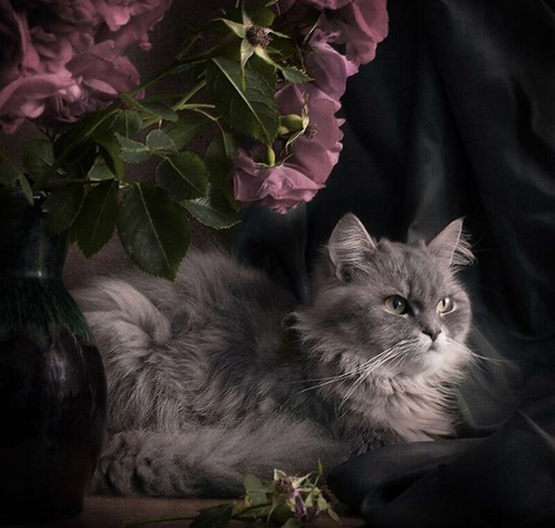 Fluffy Gray Cat — Dramatic