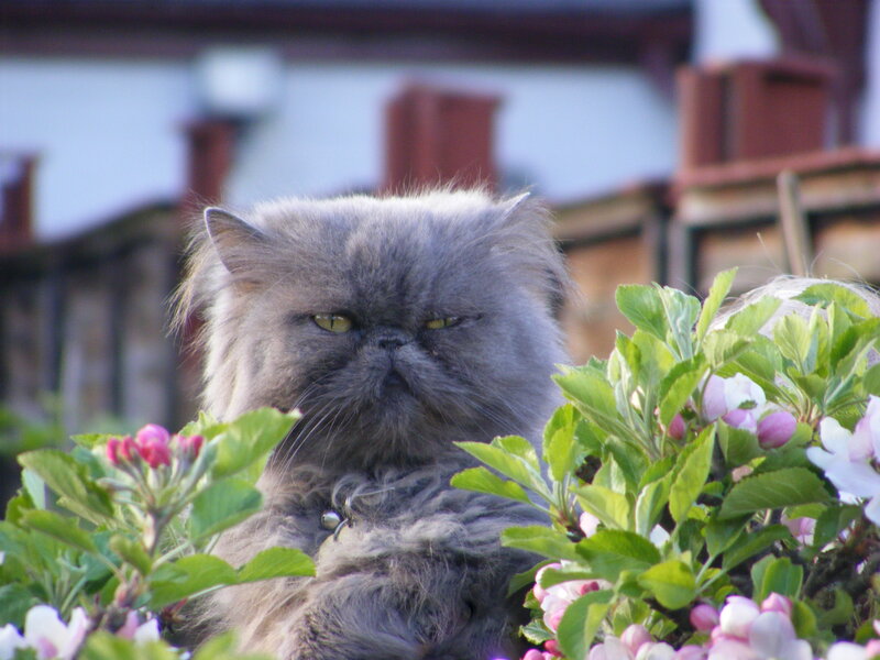 fluffy gray cat in flowers