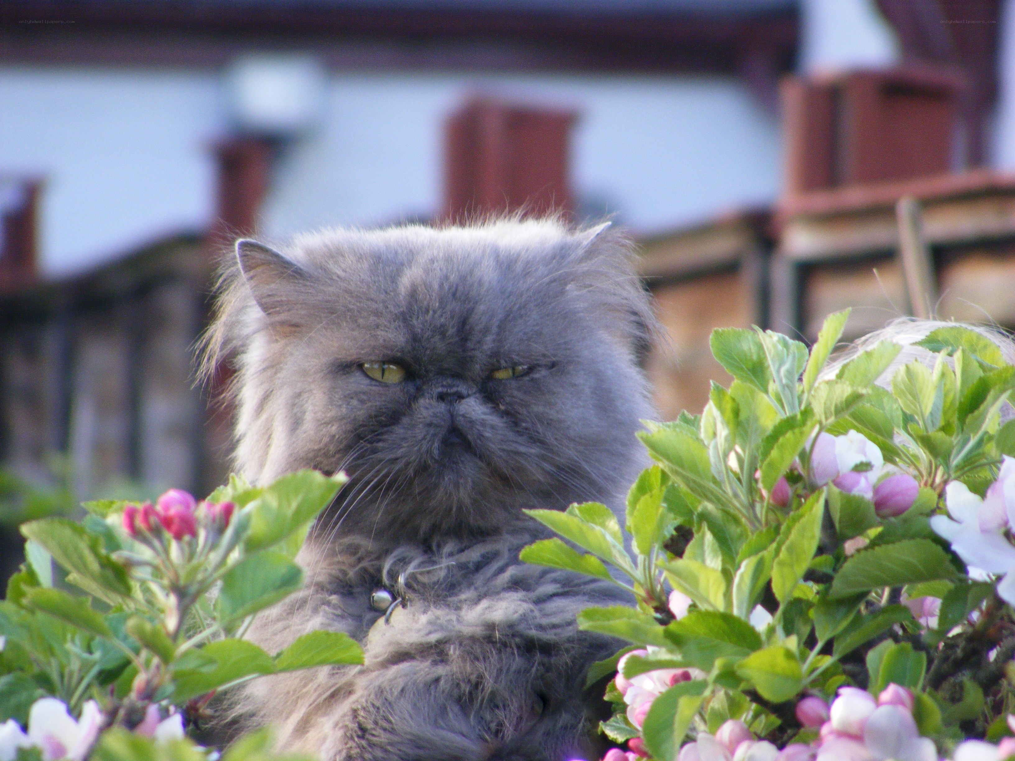 fluffy gray cat in flowers