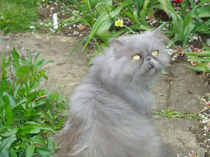 fluffy gray cat in garden