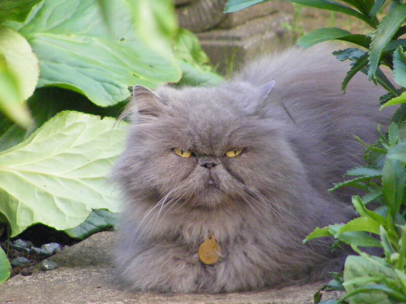 fluffy gray cat in garden