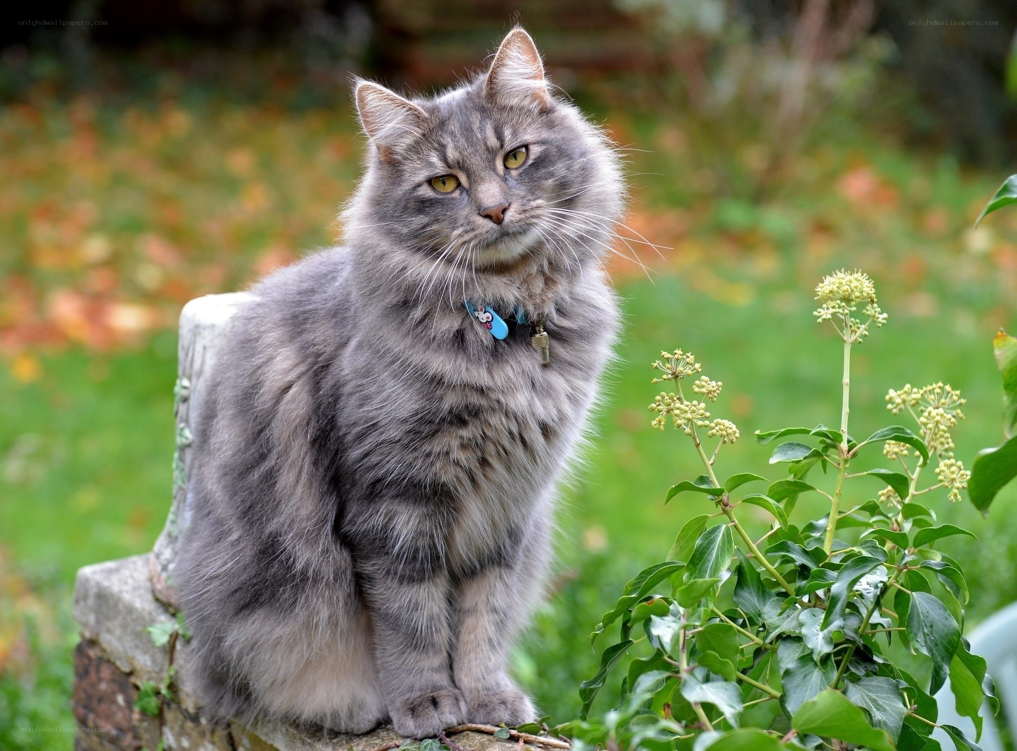 fluffy gray cat in garden