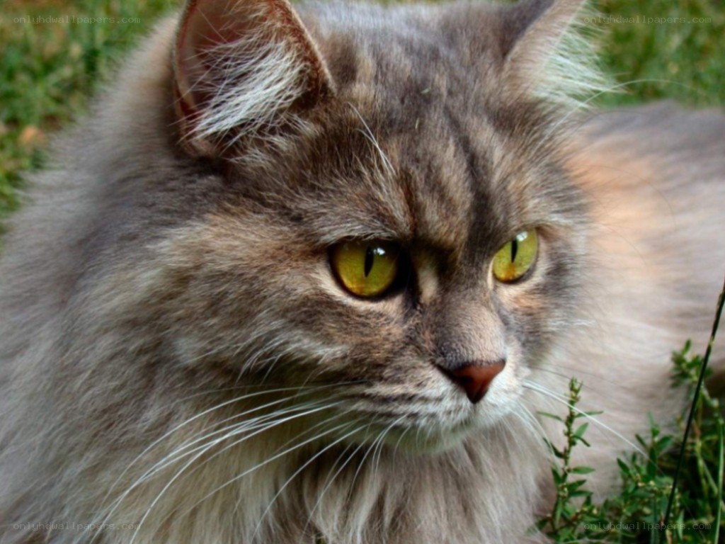 fluffy gray cat in grass