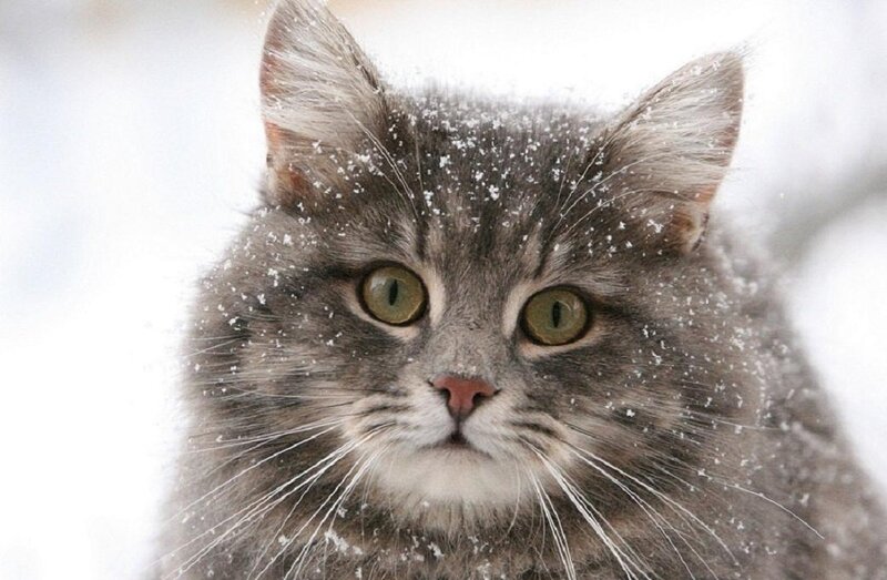 Fluffy Gray Cat in Snow — Calm