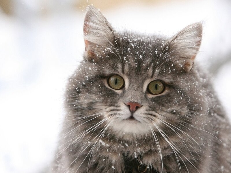 Fluffy Gray Cat in Snow — Calm, Winter, Photograph
